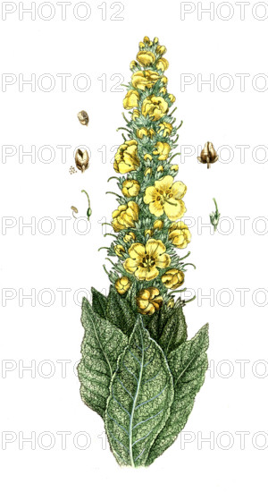 Verbascum thapsus