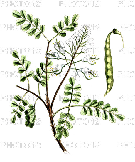 Caesalpinia brasiliensis