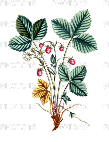 Fragaria vesca