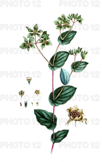 Bupleurum rotundifolium