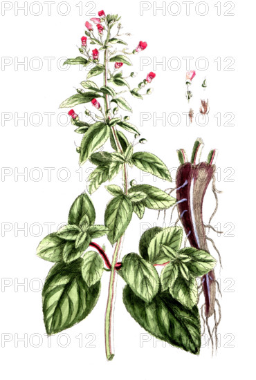 Scrophularia aquatica