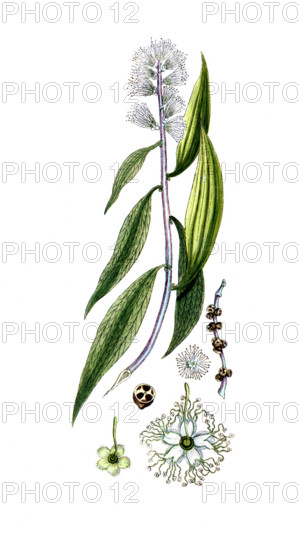 Melaleuca leucadendra