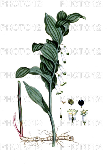 Convallaria polygonatum