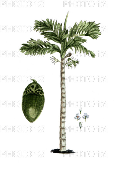 Areca catechu