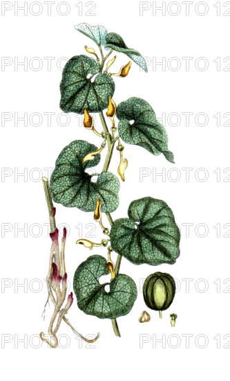 Aristotochia clematis