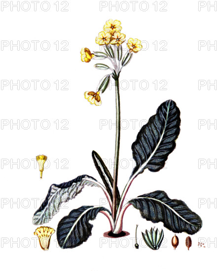 Primula veris