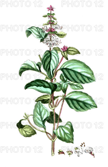 Ocimum basilicum