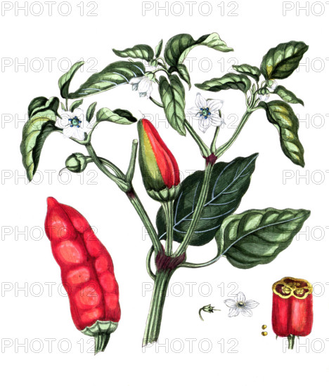 Capsicum annuum