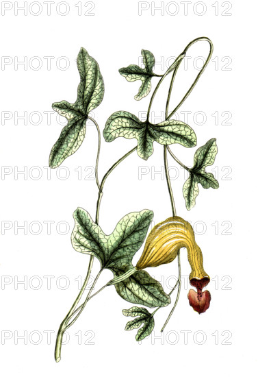 Aristotochia trilobata