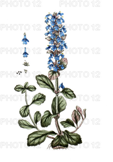 Ajuga reptans
