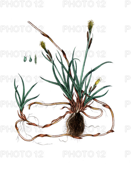 Carex arenaria