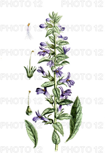 Lobelia siphilitica