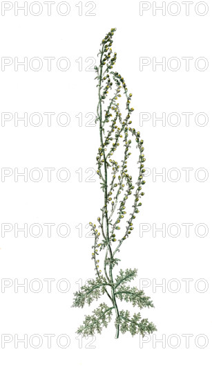 Artemisia santonicum