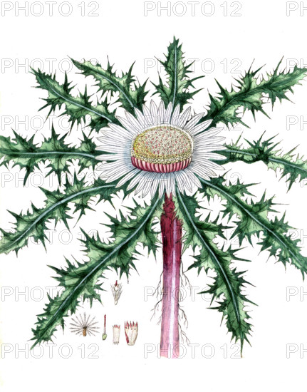Carlina acaulis