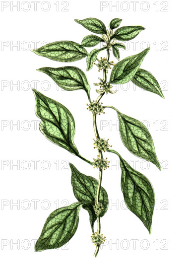 Parietaria officinalis