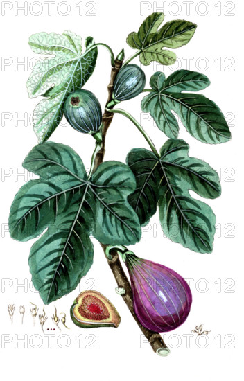 Ficus carica