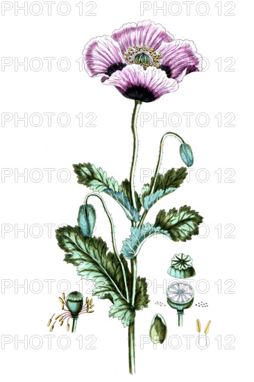 Papaver sommiferum