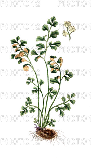 Asplenium ruta-muraria