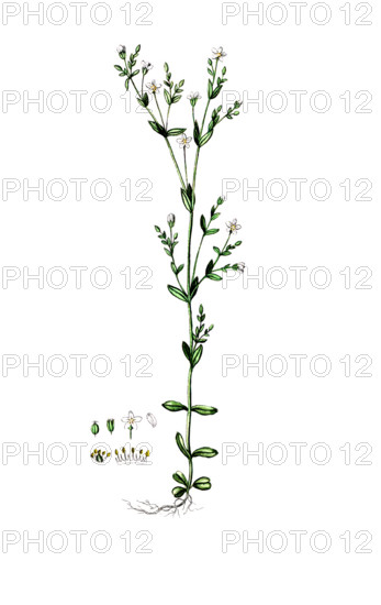 Linum catharticum