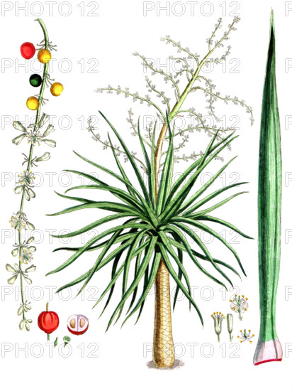 Dracaena draco