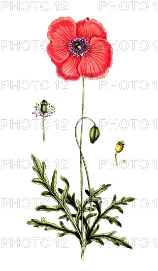 Papaver rhoeas