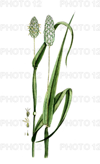 Phalaris canariensis