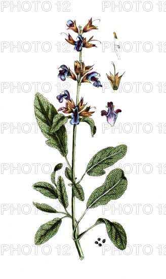 Salvia officinalis