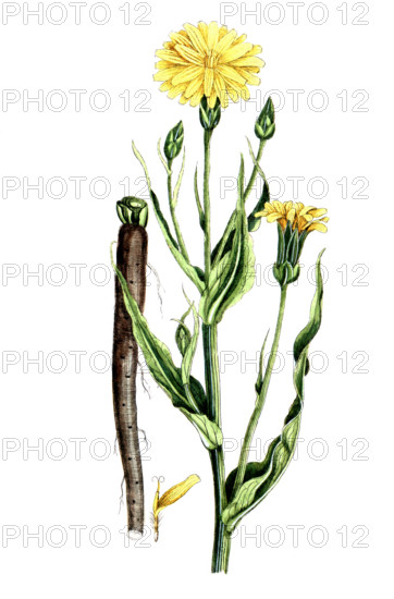 Scorzonera hispanica