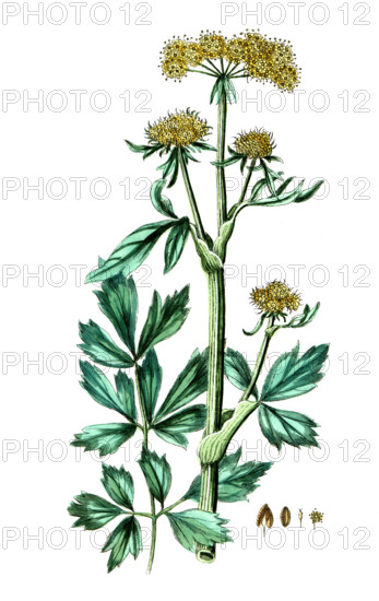 Ligusticum levisticum