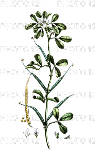 Trigonella foenum graecum