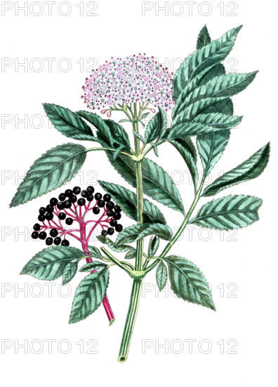 Trigonella foenum graecum