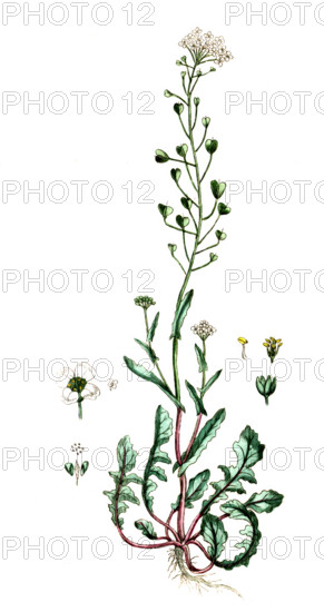 Capsella bursa-pastoris