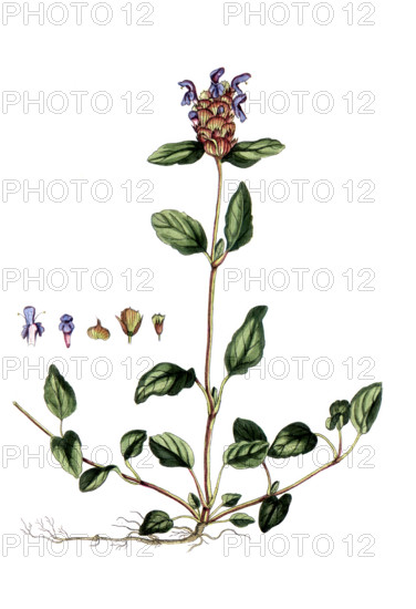 Prunella vulgaris