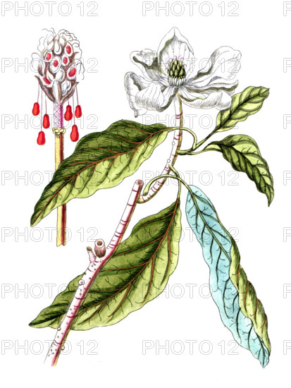 Magnolia glauca