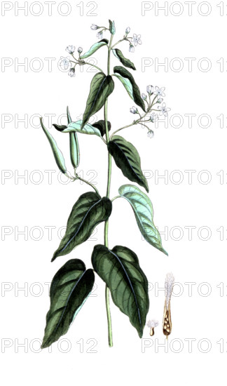 Vincetoxicum hirundinaria