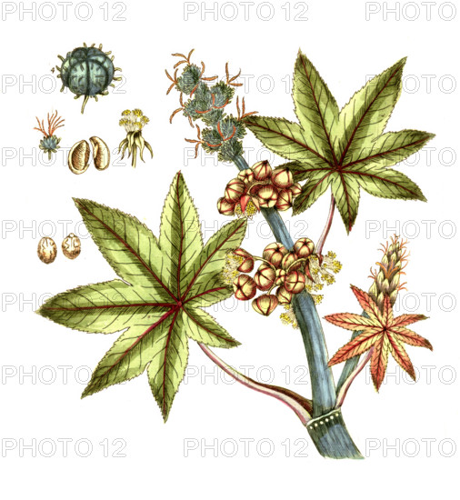 Ricinus communis