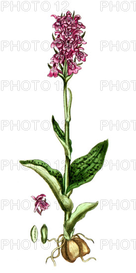 Orchis morio