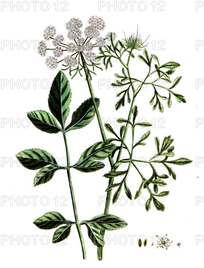 Ammi majus