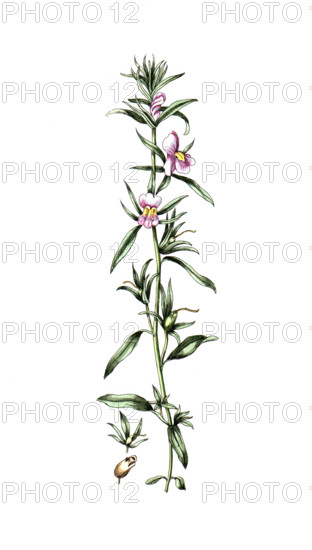 Anthirrinum orontium