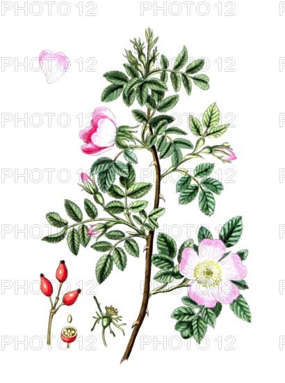 Rosa canina