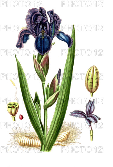 Iris germanica