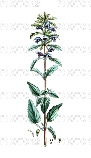 Dracocephalum moldavica