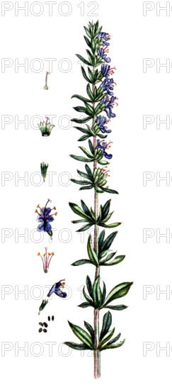 Hyssopus officinalis
