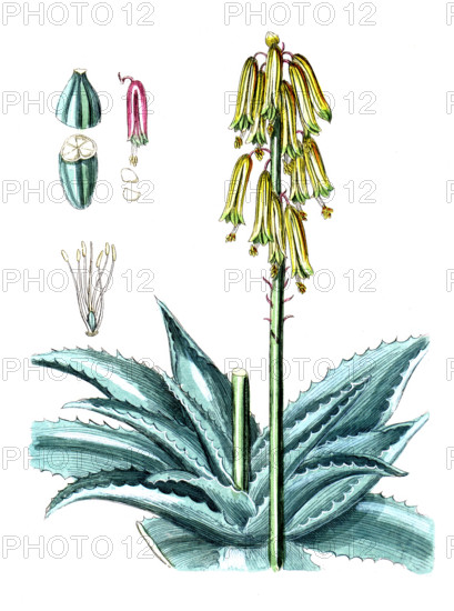 Aloe perfoliata