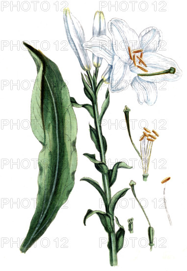 Lilium canchidum