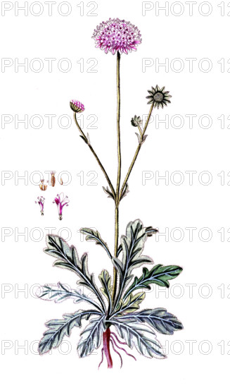 Scabiosa arvensis