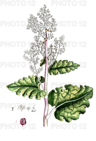 Rheum rhabarbarum
