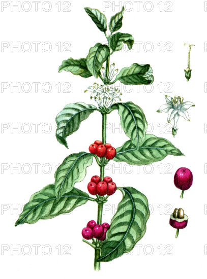 Coffea arabica
