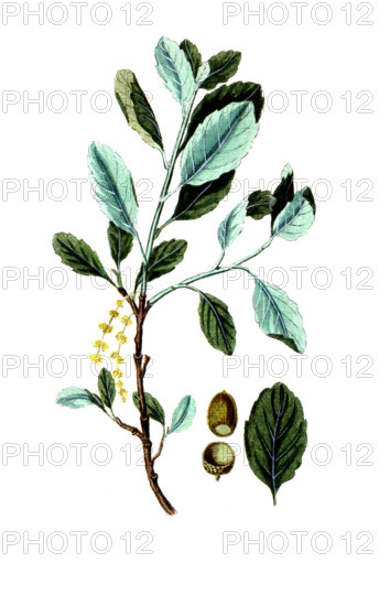 Quercus suber