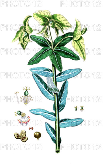 Euphorbia lathyris